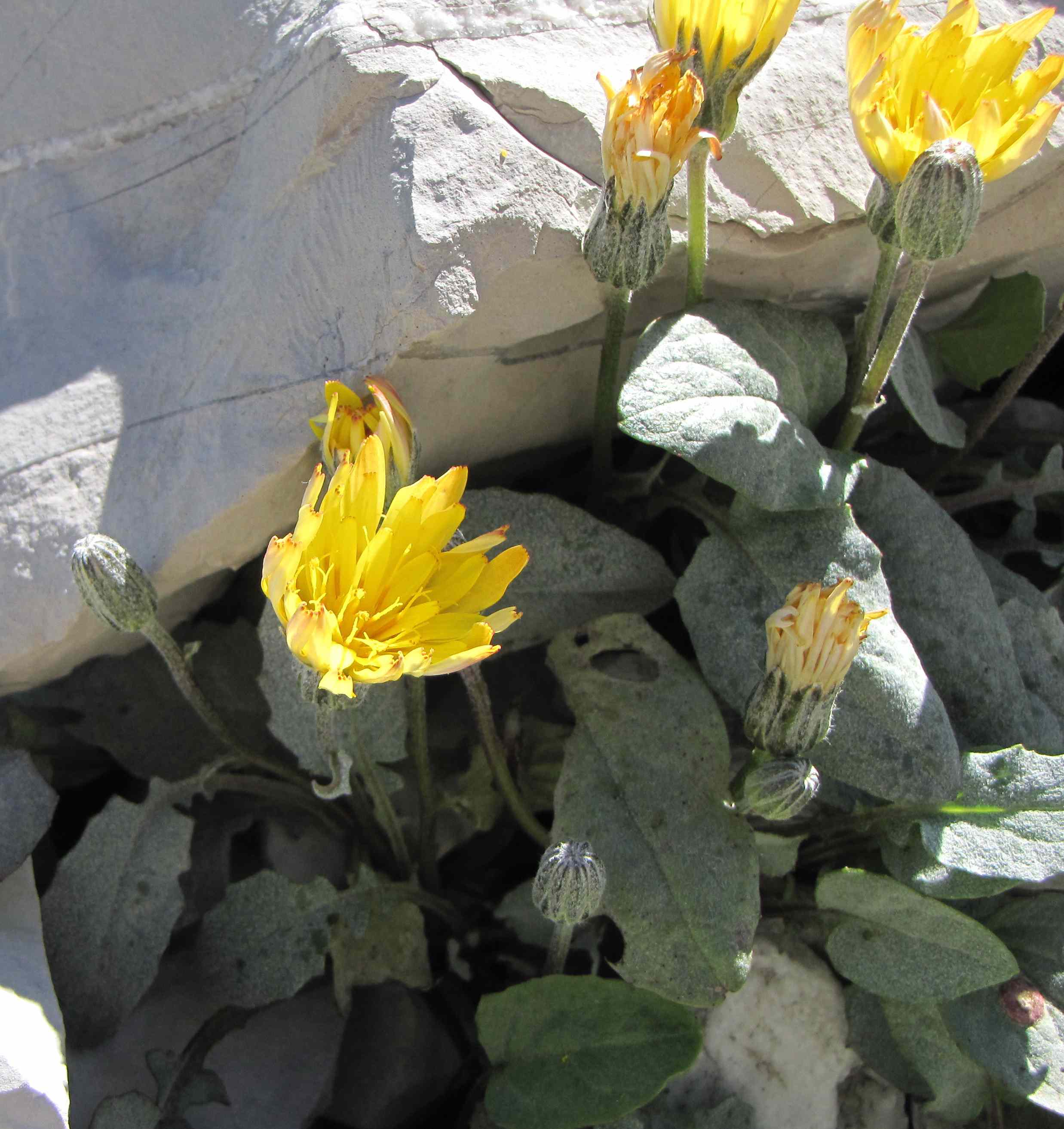 Crepis pygmaea / Radicchiella dei ghiaioni